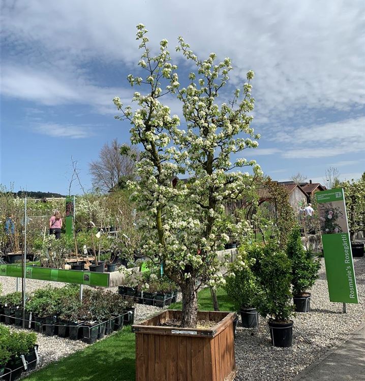 Winterbirne 'Comice'/'Vereins Dechantsbirne'