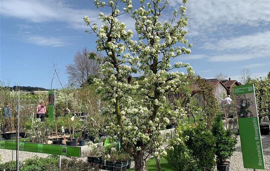 Pyrus communis 'Comice' Solitär U-Form Nr. 78