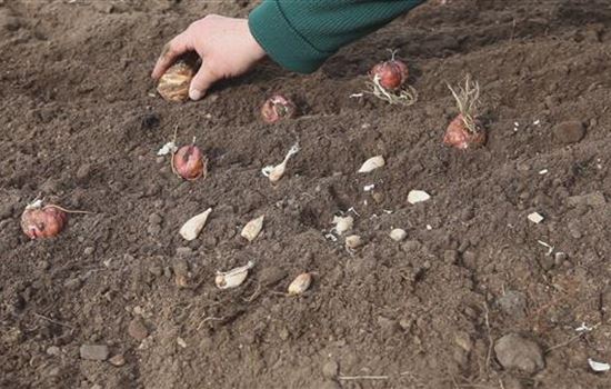 Blumenzwiebeln - Einpflanzen im Garten Blumenzwiebeln - Einpflanzen im Garten