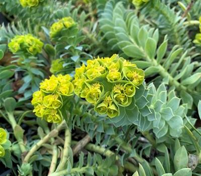 Euphorbia myrsinites