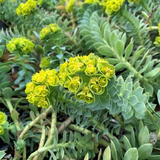Euphorbia myrsinites