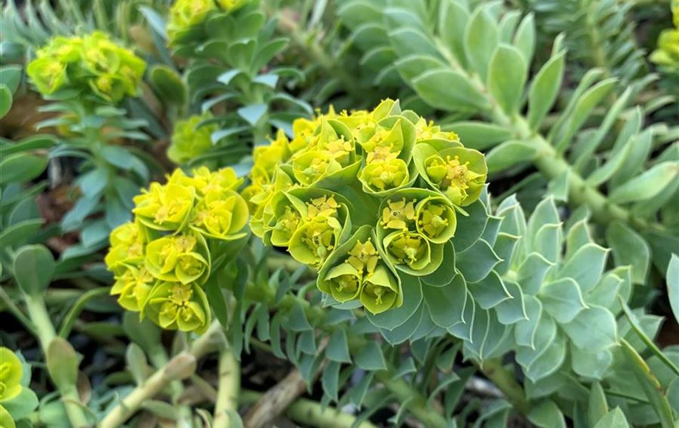 Euphorbia myrsinites