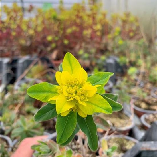 Euphorbia epithymoides