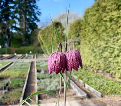Fritillaria meleagris