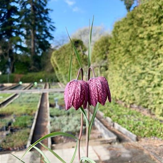 Fritillaria meleagris