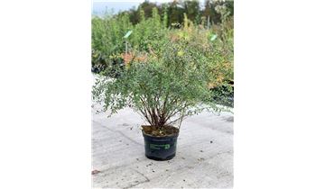 Gartenpflanzen Daepp
