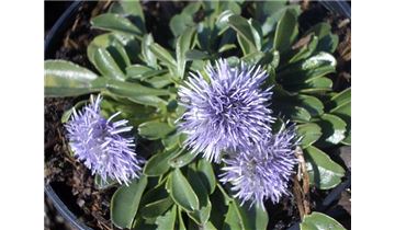 Gartenpflanzen Daepp