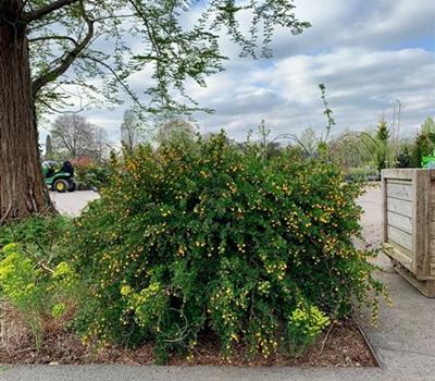 Berberis buxifolia 'Nana'