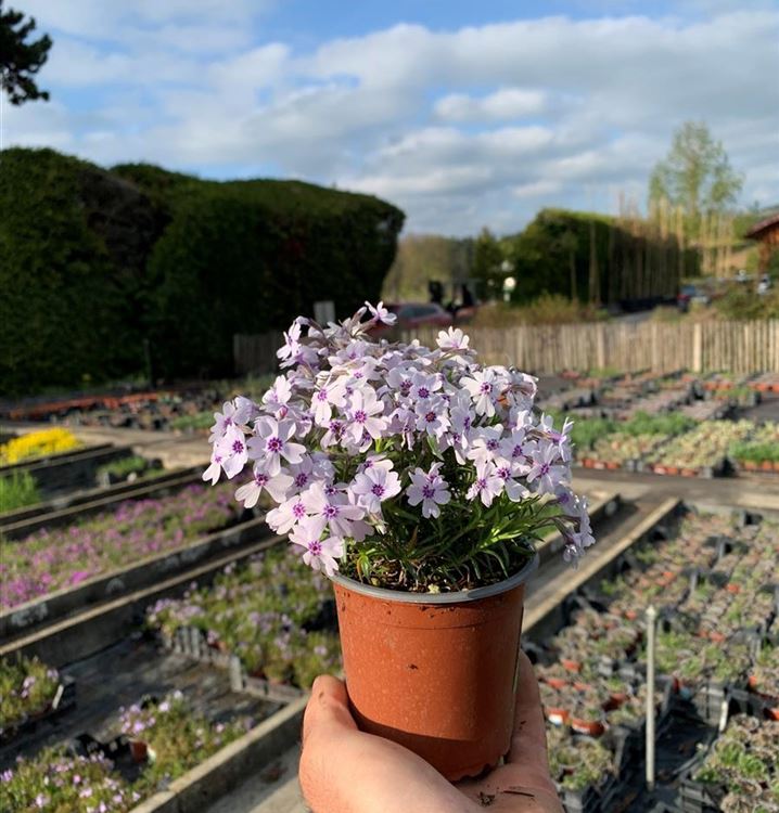 Polsterphlox