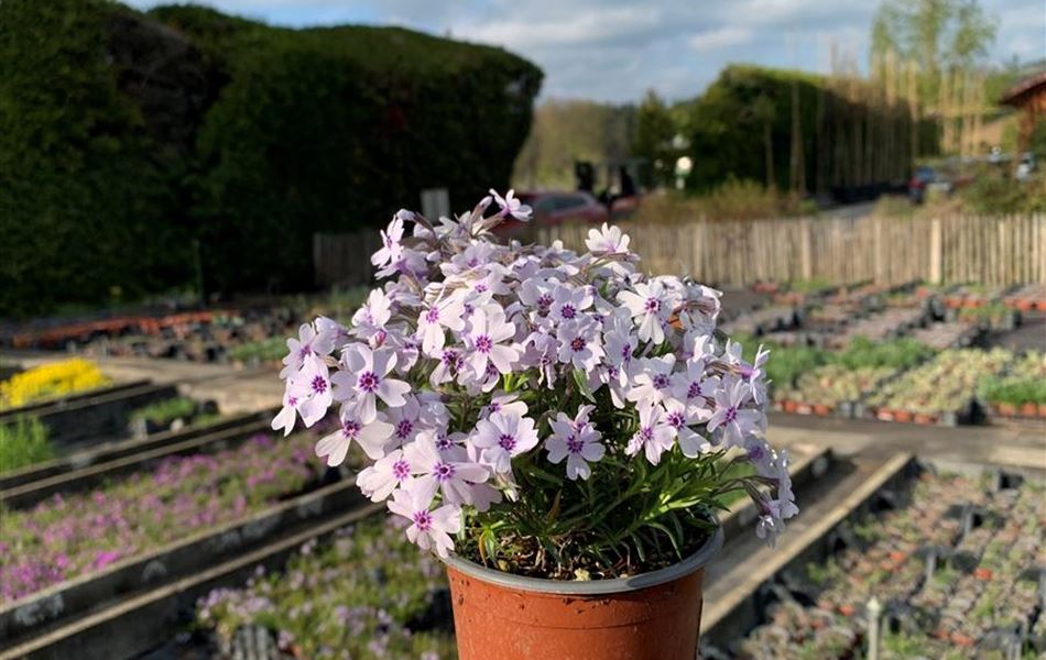 Phlox (Subulata-Gruppe) 'Bavaria Blue'