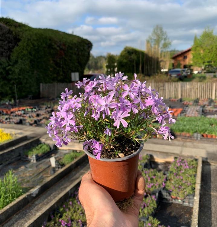 Polsterphlox