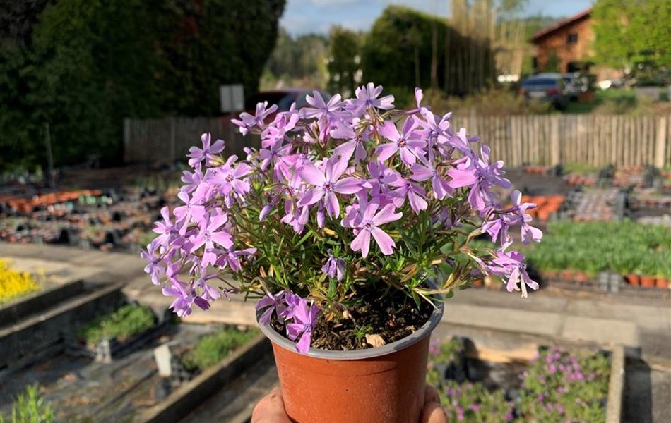 Phlox (Subulata-Gruppe) 'Emerald Cushion Blue'