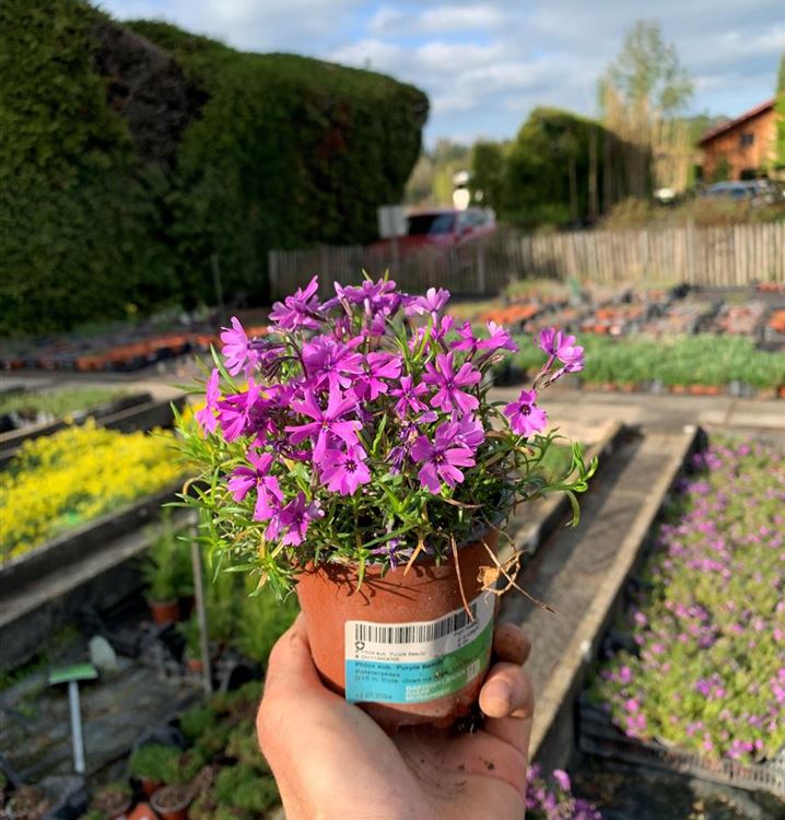 Polsterphlox