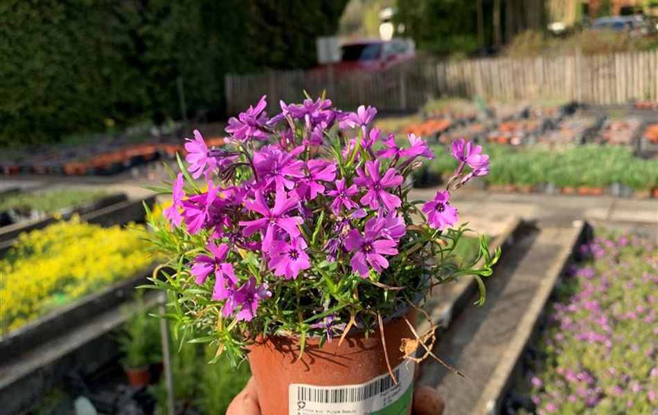 Phlox (Subulata-Gruppe) 'Purple Beauty'