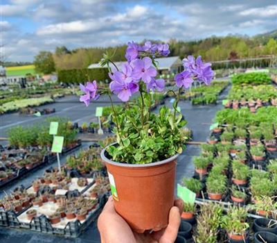 Phlox stolonifera 'Blue Ridge'