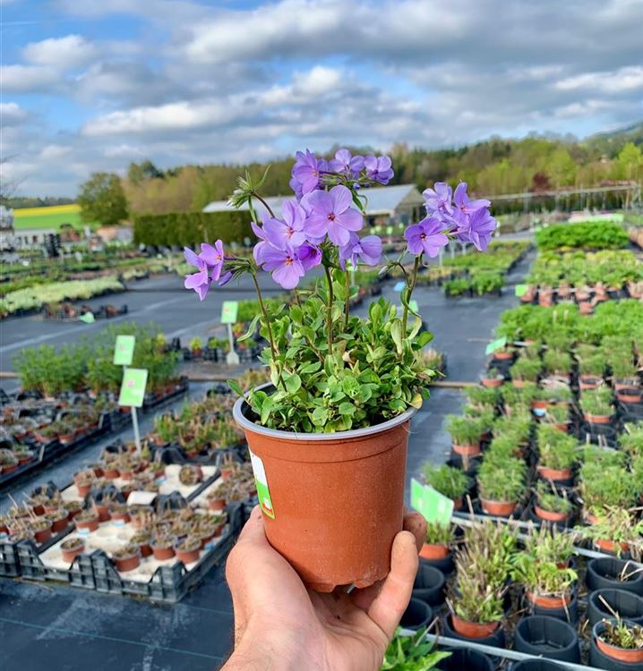 Kriechender Phlox