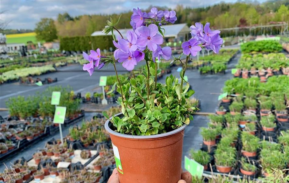 Phlox stolonifera 'Blue Ridge'