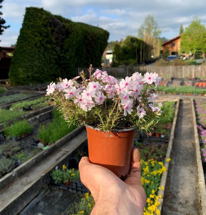 Garten-Teppich-Flammenblume 'Amazing Grace'