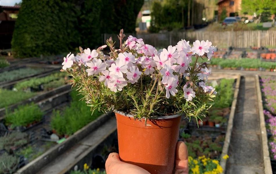 Phlox (Subulata-Gruppe) 'Amazing Grace'