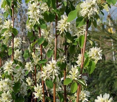 Amelanchier alnifolia 'Obelisk'