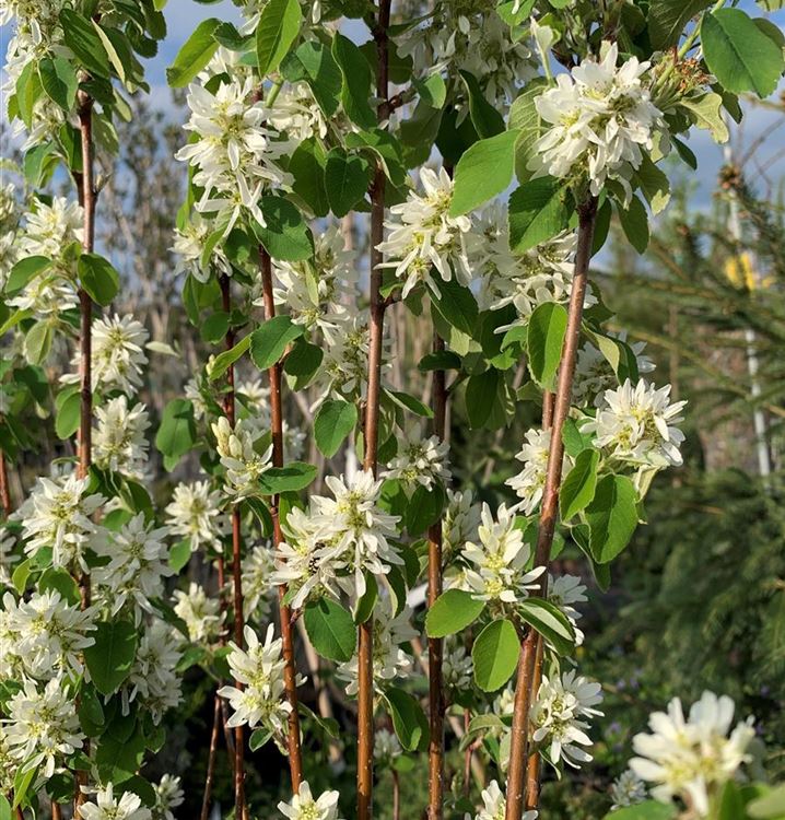 Erlenblättrige Felsenbirne