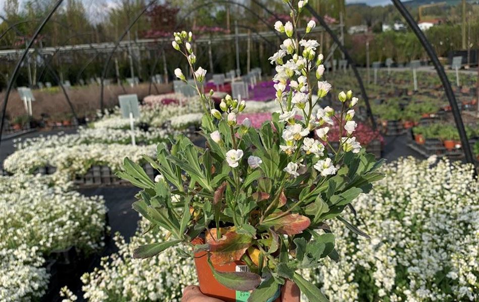 Arabis caucasica 'Plena'