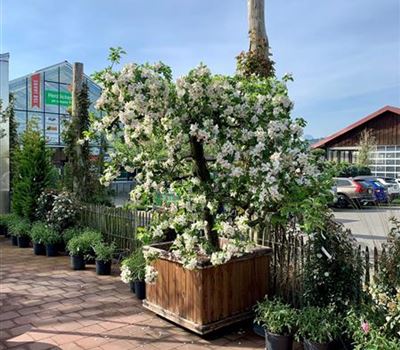 Malus domestica 'Schöner von Boskoop' Nr. 112
