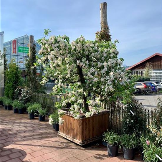 Malus domestica 'Schöner von Boskoop' Nr. 112