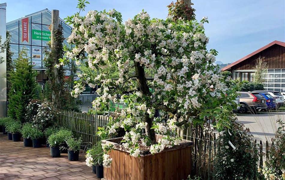 Malus domestica 'Schöner von Boskoop' Nr. 112