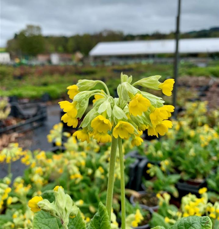 Echte Wiesenschlüssleblume