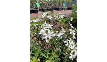 Gartenpflanzen Daepp