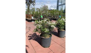 Gartenpflanzen Daepp