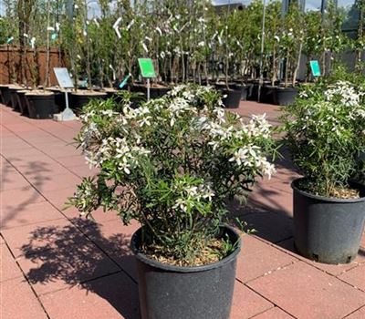 Choisya 'Aztec Pearl'