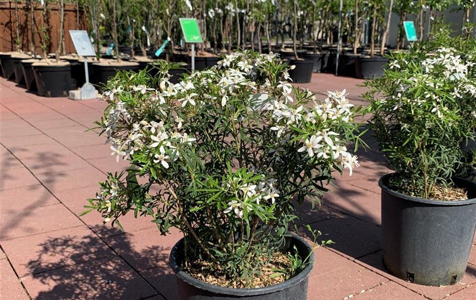 Choisya 'Aztec Pearl'