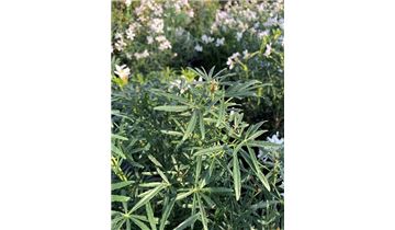 Gartenpflanzen Daepp