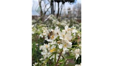 Gartenpflanzen Daepp