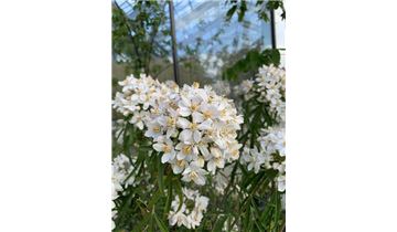 Gartenpflanzen Daepp