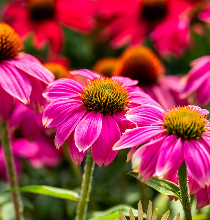 Garten-Scheinsonnenhut 'PowWow® Wild Berry'
