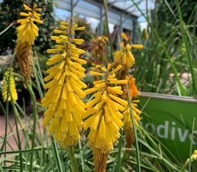 Kniphofia 'Minister Verschuur'