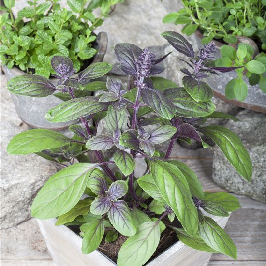 Ocimum basilicum 'Magic Blue'