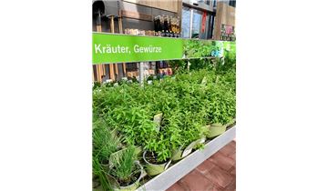 Gartenpflanzen Daepp