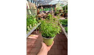Gartenpflanzen Daepp