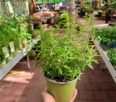 Lippia citriodora