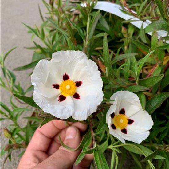Cistus laurifolius