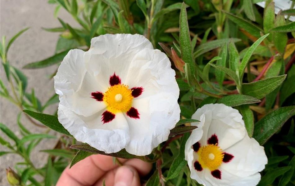 Cistus laurifolius