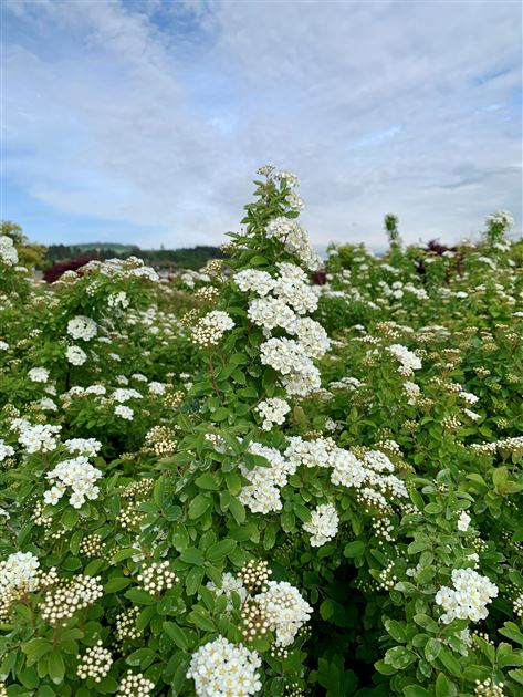 Spiraea vanhouttei (x), Spierstrauch - Gartenpflanzen Daepp