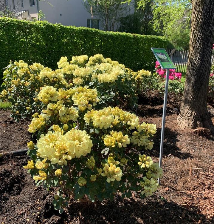 Rhododendron