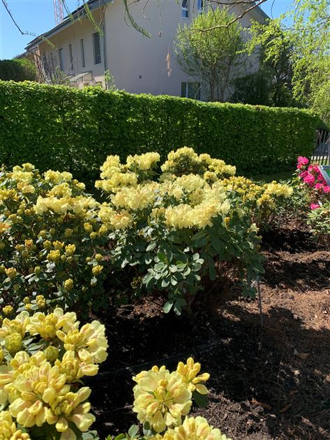sansevieria straight Add a touch of elegance to your space with our Dracaena Angolensis ( Sansevieria Cylindrica) 'Straight' Large. This easy-care, upright succulent  is perfect for both beginners and plant enthusiasts