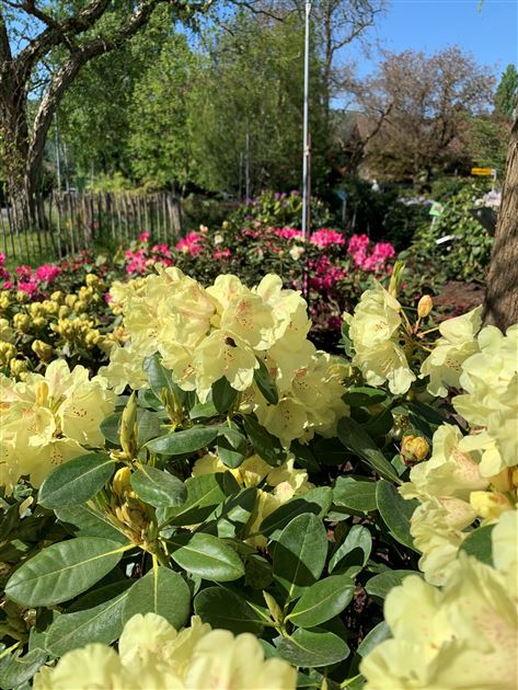 rhododendron everred Bessie Howells Rhododendron main image 1