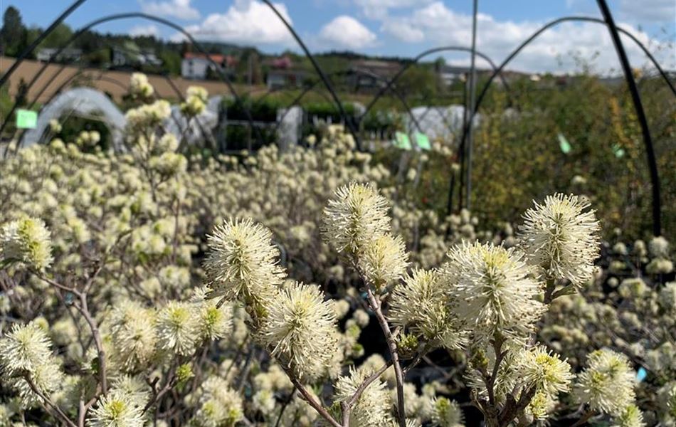 Fothergilla major